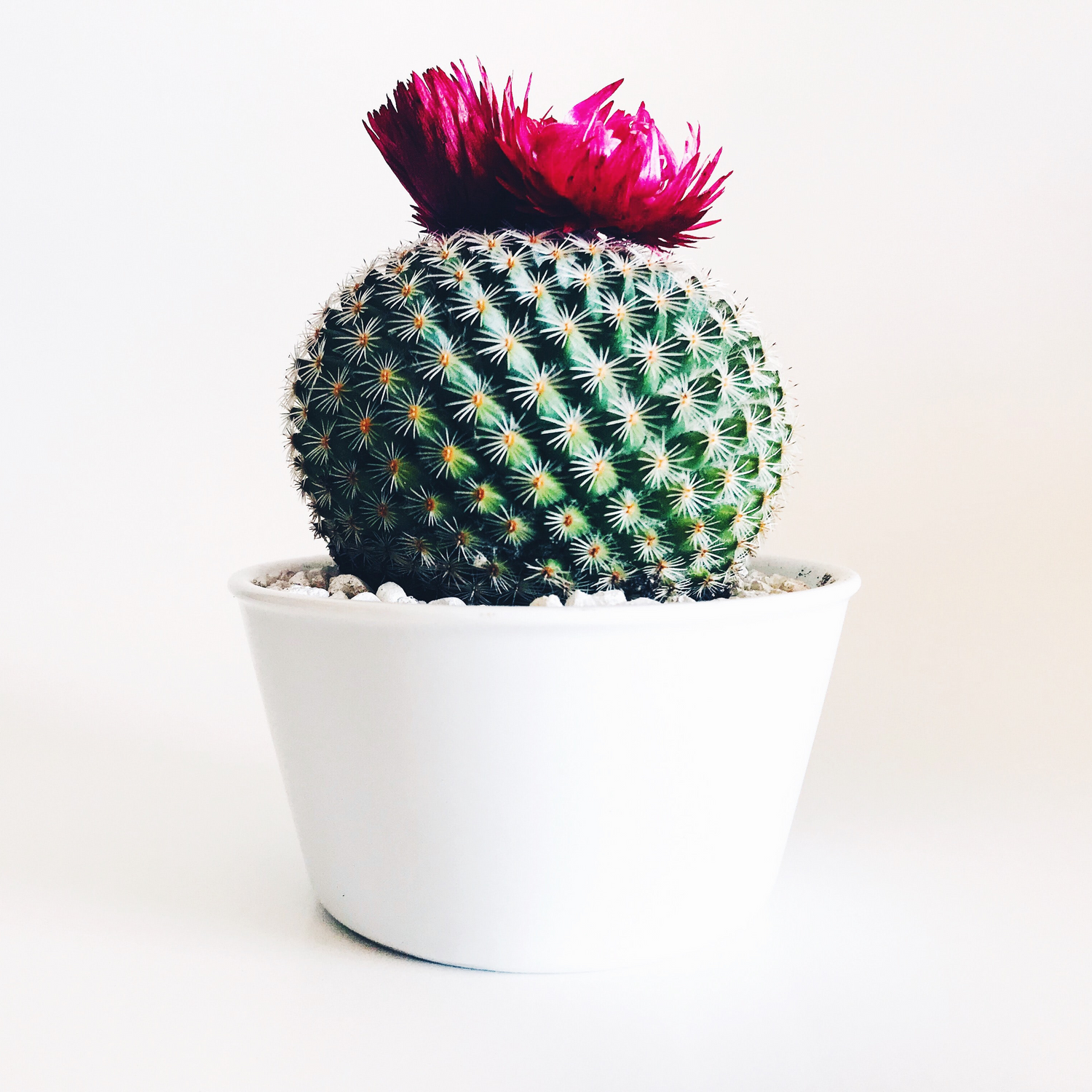 immagine di Pianta 5