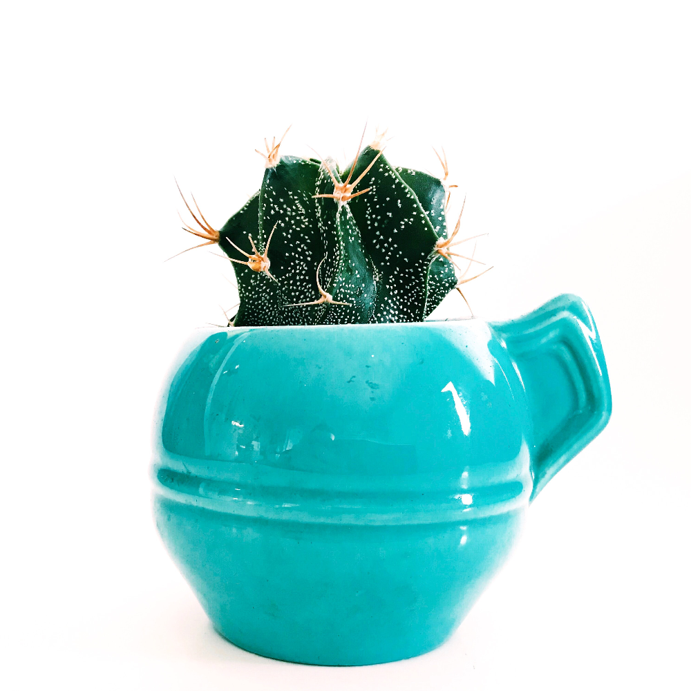 immagine di Pianta 6