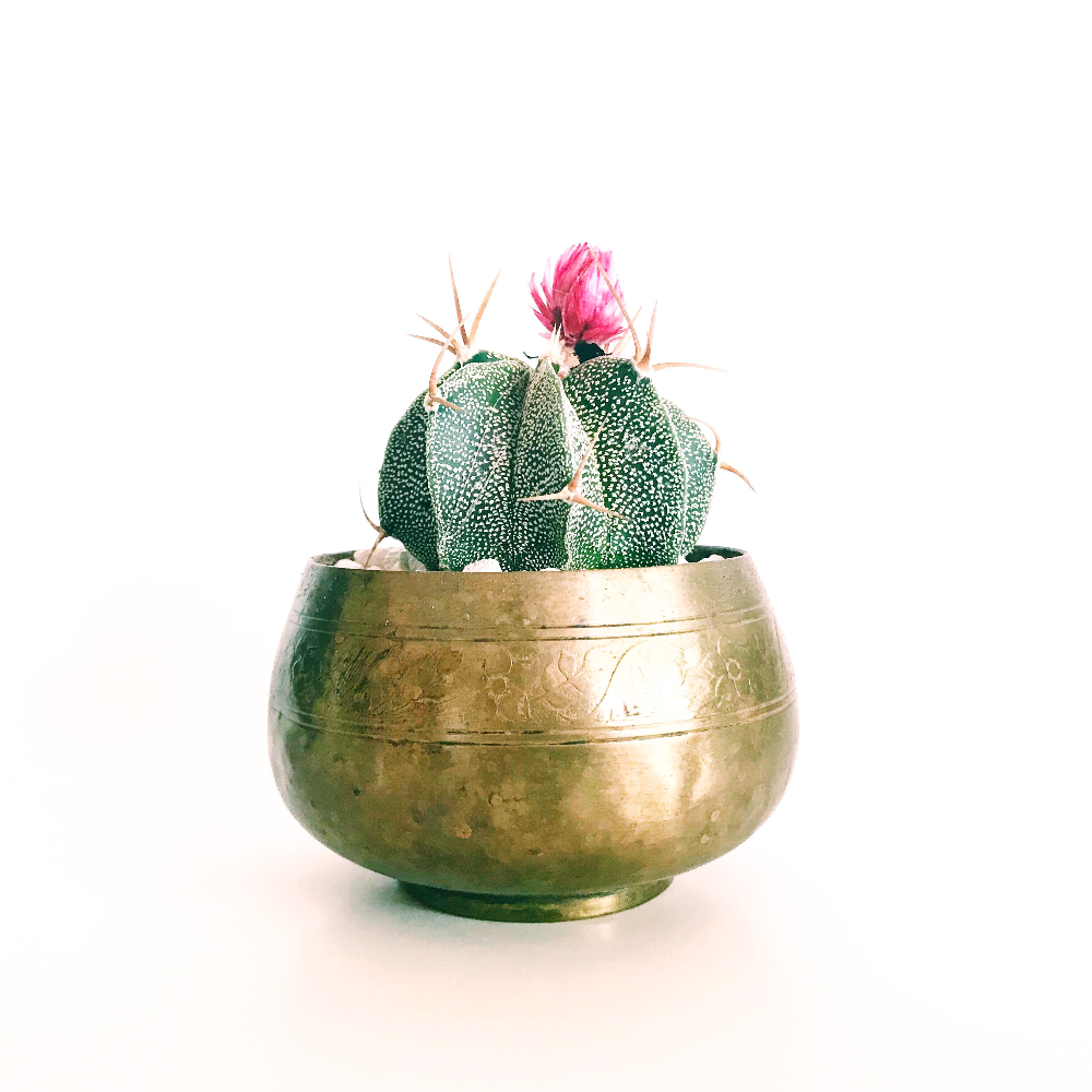 immagine di Pianta 7