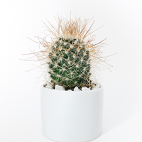 Immagine di Pianta 9